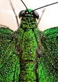 A Green Butterfly’s head and body up close - PhotoDune Item for Sale