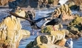 Two African Oystercatcher on rocks searching for food. - PhotoDune Item for Sale