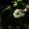 Plum blossoms - PhotoDune Item for Sale