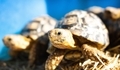 Baby African tortoises in hay basking in the sun in a blue container. - PhotoDune Item for Sale
