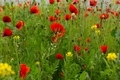 Poppies - PhotoDune Item for Sale