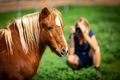Photographer photographing a miniature horse in a deep green pasture. Field of green grass.  - PhotoDune Item for Sale