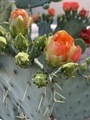Cactus blossom  - PhotoDune Item for Sale