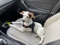 Loving dogs  - PhotoDune Item for Sale