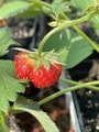 freshly ripe strawberries on a bush in a home pot grown at home - PhotoDune Item for Sale