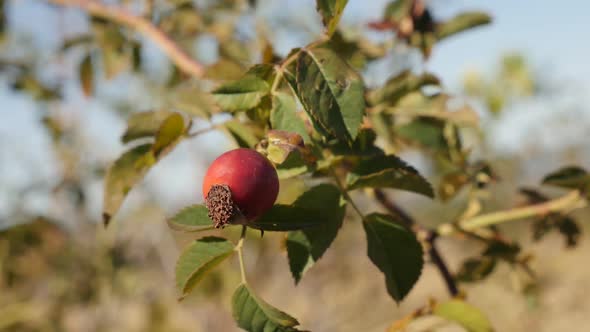 Slow motion  of red Rosa canina against blue sky 1080p FullHD tilting footage - Rose hips on the win