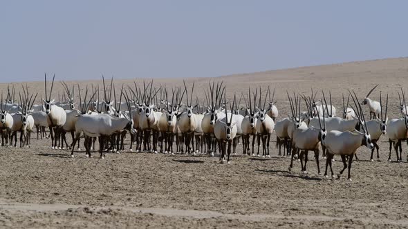 Arabian Oryx in the Desert, Middle East, Arabian Peninsula