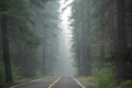 Forest fire smoke filled pine trees - PhotoDune Item for Sale