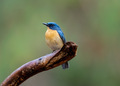 Tickells blue flycatcher  - PhotoDune Item for Sale