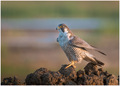Peregrine falcon  - PhotoDune Item for Sale