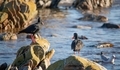 Two African Oystercatcher on rocks searching for food. - PhotoDune Item for Sale