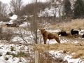 Cattle  - PhotoDune Item for Sale