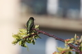 Hummingbird perching on a branch in spring  - PhotoDune Item for Sale
