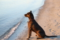Dog on the beach enlightened by early morning sunshine  - PhotoDune Item for Sale
