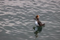 Duck with wingspan in the ocean  - PhotoDune Item for Sale