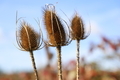 Dry plants in autumn  - PhotoDune Item for Sale