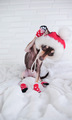 funny and cute little dog of dark color sits and tries to take off the santa claus hat and red socks - PhotoDune Item for Sale