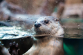 Otter Behind Glass - PhotoDune Item for Sale