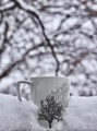 White, Tree Themed Coffee Mug Sitting In Snow With Trees In the Background - PhotoDune Item for Sale