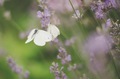 Lavender blossoms violet purple white butterfly green grass background garden summer bright - PhotoDune Item for Sale