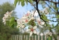 pear tree blossoms - PhotoDune Item for Sale