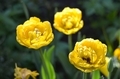 Yellow tulips in the garden against the background of grass on a sunny day - PhotoDune Item for Sale