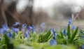 Blue spring flowers on a sunny day on a blurred background - PhotoDune Item for Sale