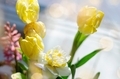Yellow tulips on a sunny day in bokeh light - PhotoDune Item for Sale