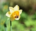 Narcissus in the garden on a sunny day and a bumblebee in it - PhotoDune Item for Sale