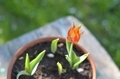 Red-yellow tulip in a pot against the background of green grass in the garden - PhotoDune Item for Sale