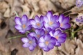 Flowers gardening freshness spring crocus  - PhotoDune Item for Sale