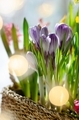 Crocuses, hyacinths in a wicker basket with bokeh on a sunny day - PhotoDune Item for Sale