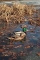 Loving couple of ducks in the spring lake - PhotoDune Item for Sale