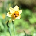 Narcissus in the garden on a sunny day and a bumblebee in it - PhotoDune Item for Sale