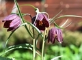 Fritillaria spring flower in the garden in sunny day - PhotoDune Item for Sale