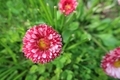daisy in the spring garden on a sunny day pink red - PhotoDune Item for Sale