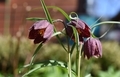 Fritillaria spring flower in the garden in sunny day - PhotoDune Item for Sale