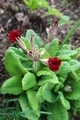 scarlet primrose in the garden on a sunny day - PhotoDune Item for Sale