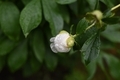 White peony after rain with drops in the garden - PhotoDune Item for Sale