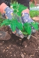 Tomatoes plant in the garden with hands of the gardener - PhotoDune Item for Sale