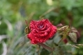 Red rose in drops after rain in the garden with a drop in the shape of a heart - PhotoDune Item for Sale