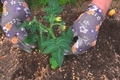 Tomatoes plant in the garden bed with hands of the gardener - PhotoDune Item for Sale