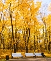 Bright autumn yellow trees in the park and a person with mobile sits on a bench - PhotoDune Item for Sale