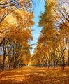 Bright autumn yellow trees in the park against the blue sky - PhotoDune Item for Sale