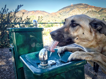  a drinking fountain like this. This is her today after a nice long walk. Cowles Mountain in the background. San Diego, California, tonythetigersson, Tony Andrews Photography