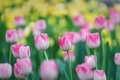 Tulips of spring  - PhotoDune Item for Sale