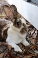 Closeup  of cute bunny - PhotoDune Item for Sale