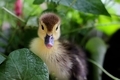 baby duck - PhotoDune Item for Sale