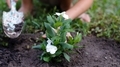 Growing a Garden - PhotoDune Item for Sale