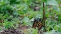 Monarch butterfly lays egg on milkweed plant - PhotoDune Item for Sale